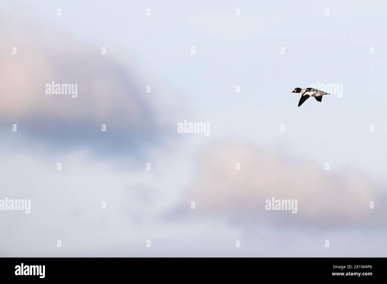 Goldeneye comune (Bucephala clangula), maschio adulto in volo, Laanemaa, Estonia Foto Stock