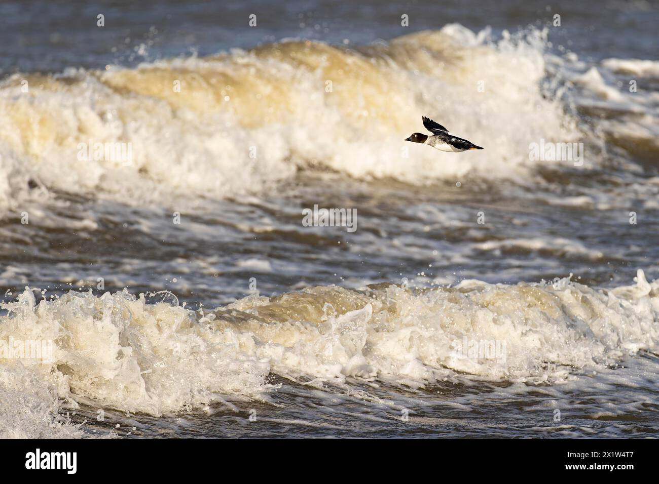 Bucephala clangula, donna adulta in volo di fronte a un lago turbolento, Laanemaa, Estonia Foto Stock