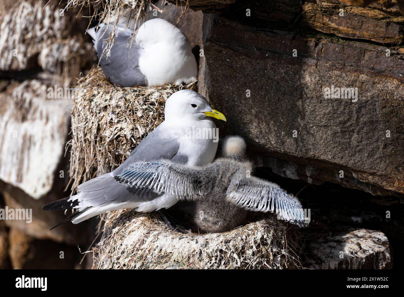 Kittiwake dalle zampe nere (Rissa tridactyla), uccello adulto e pulcino con ali allungate sul nido, Varanger, Finnmark, Norvegia Foto Stock