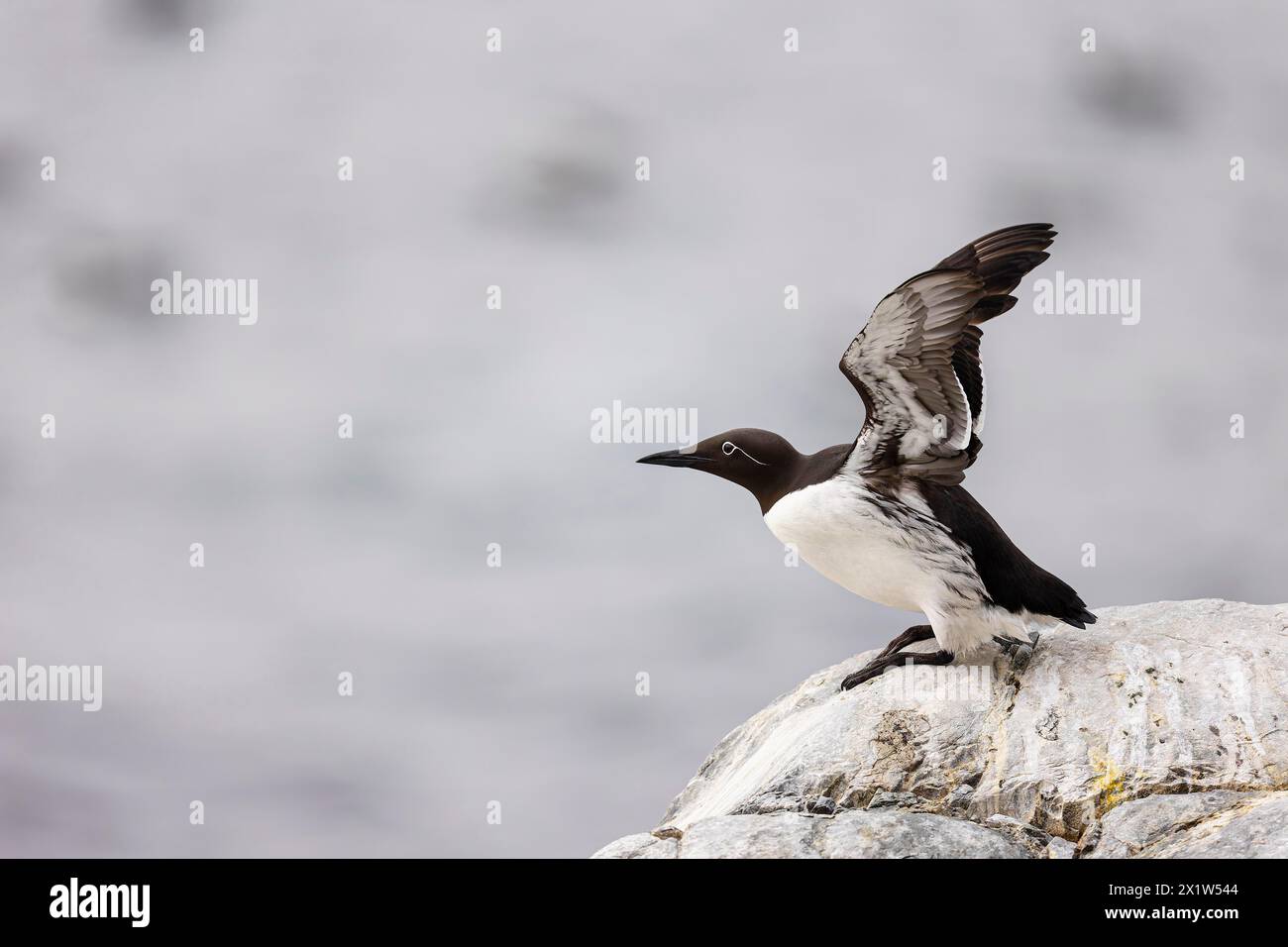 Guillemot comune (Uria aalge) che sbatte le ali poco di fronte al decollo, Hornoya Island, Vardo, Varanger, Finnmark, Norvegia Foto Stock