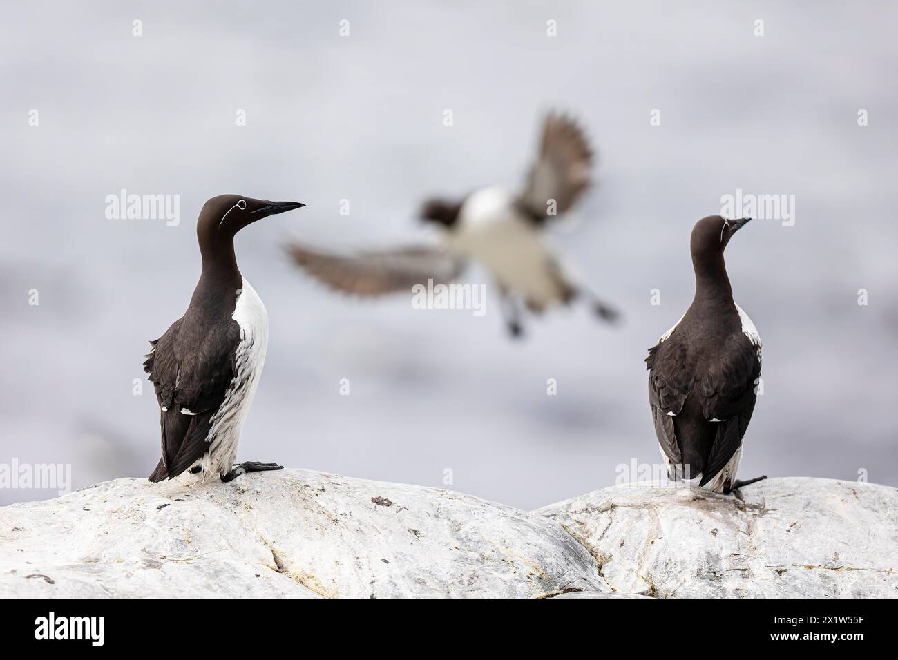 Guillemot comune (Uria aalge), uccelli adulti sulla roccia e in volo, Hornoya Island, Vardo, Varanger, Finnmark, Norvegia Foto Stock