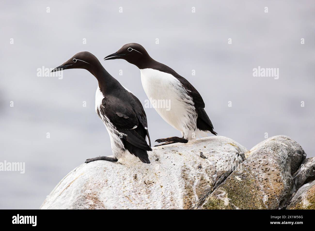 Guillemot comune (Uria aalge), due uccelli adulti sulla roccia, Hornoya Island, Vardo, Varanger, Finnmark, Norvegia Foto Stock