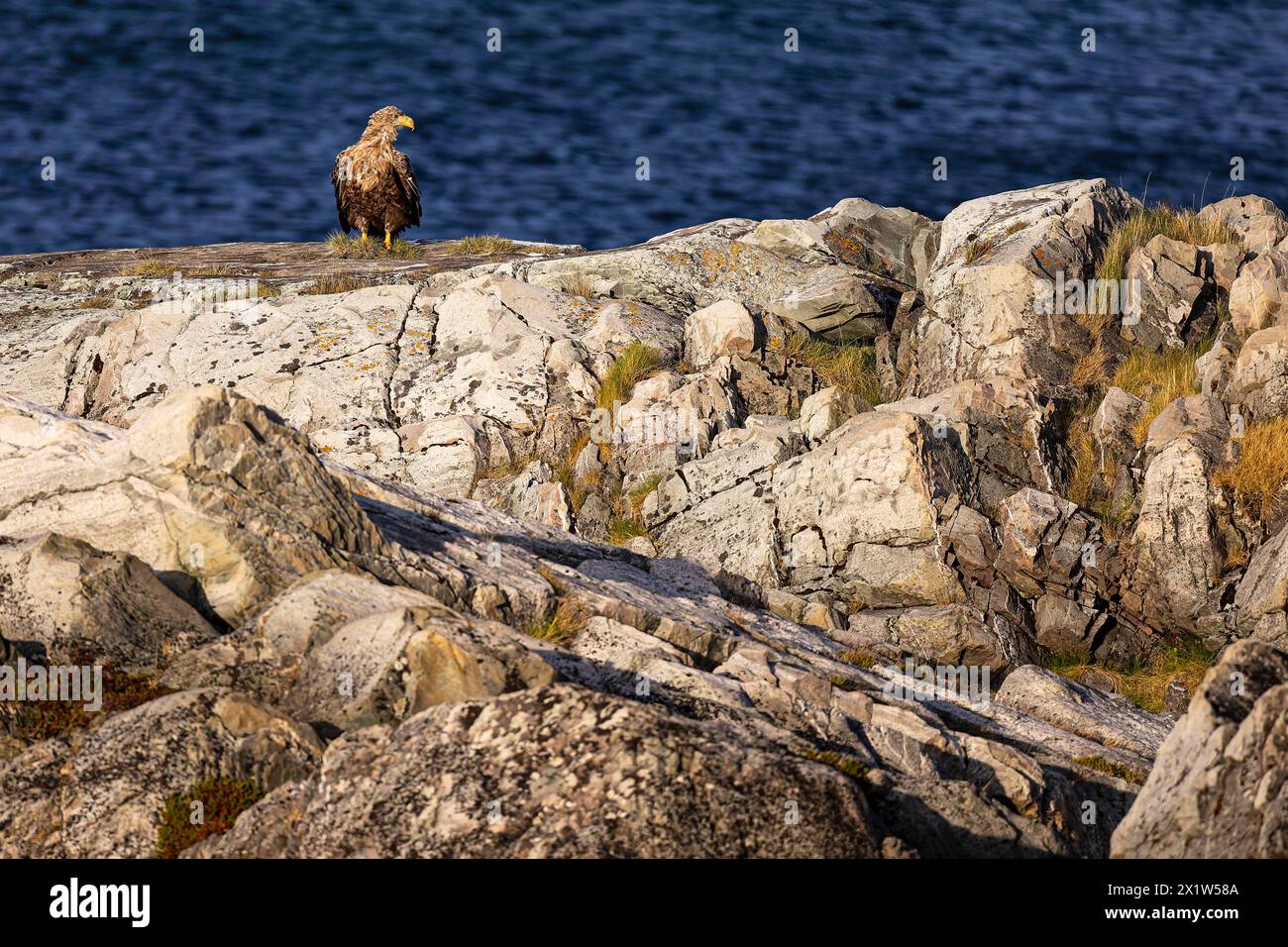 Aquila dalla coda bianca (Haliaeetus albicilla), uccello adulto seduto su una roccia coperta di licheni, Varanger, Finnmark, Norvegia Foto Stock