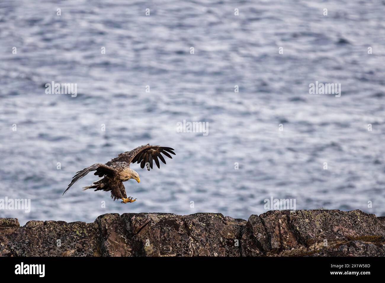Aquila dalla coda bianca (Haliaeetus albicilla), atterraggio di uccelli adulti sulle rocce, Varanger, Finnmark, Norvegia Foto Stock