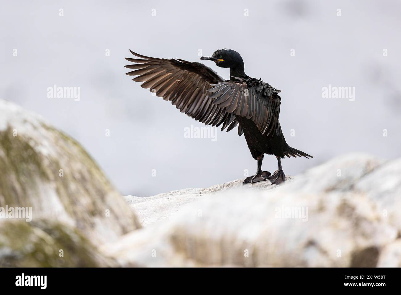 Shag comune (Phalacrocorax aristotelis) che sbatte le ali, Hornoya Island, Vardo, Varanger, Finnmark, Norvegia Foto Stock