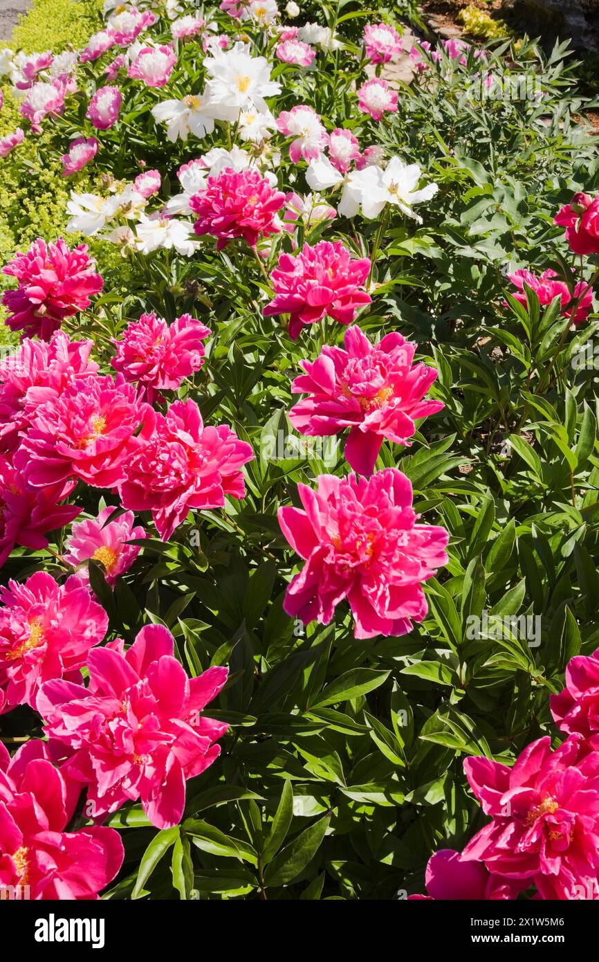 Primo piano di Paeonia erbacea perenne rosa e bianca, fiori di peonia al confine a tarda primavera, Quebec, Canada Foto Stock