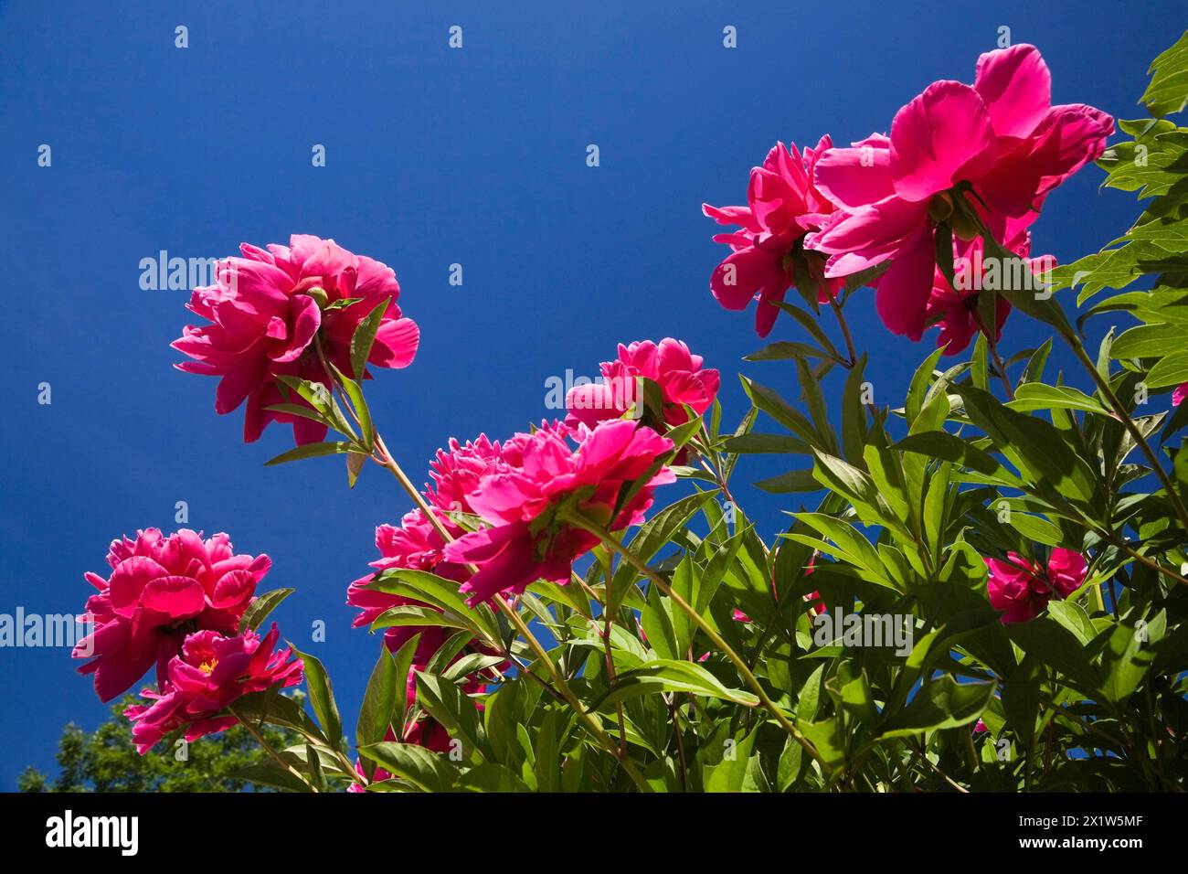 Vista ravvicinata e dal lato inferiore della Peonia erbacea rosa perenne, fiori di Peonia contro il cielo blu a tarda primavera, Quebec, Canada Foto Stock