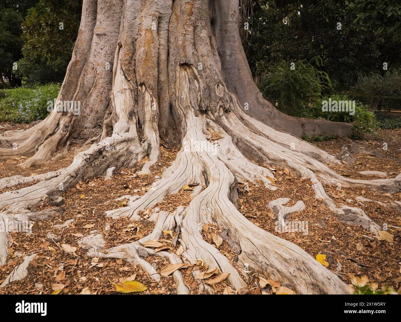 Primo piano di Long Ficus elastica, radici di alberi e tronchi di piante di gomma in estate, Siviglia, Spagna Foto Stock