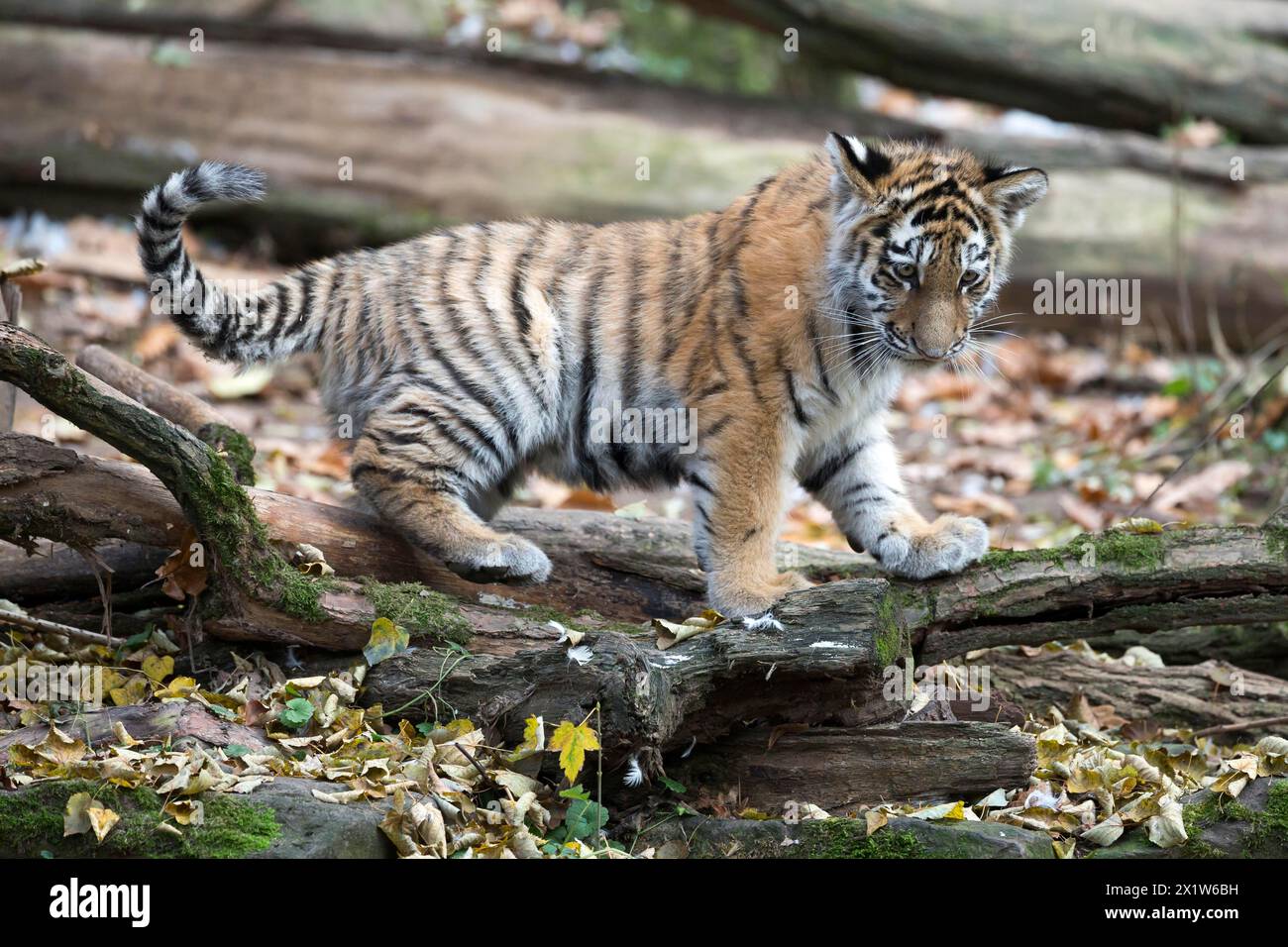 Una giovane tigre giovane in equilibrio su tronchi d'albero in una zona decidua, tigre siberiana, tigre Amur, (Phantera tigris altaica), cuccioli Foto Stock