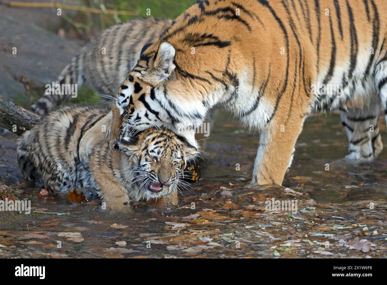 Una tigre che pulisce una giovane tigre in una scena naturale, tigre siberiana, tigre Amur, (Phantera tigris altaica), cuccioli Foto Stock