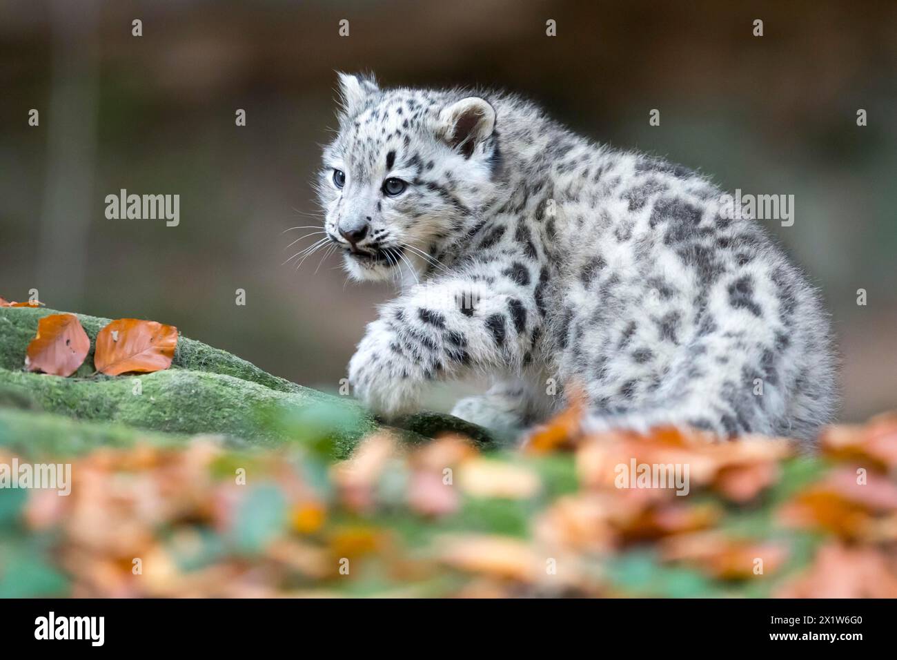 Un leopardo delle nevi giovane osservando attentamente i suoi dintorni, leopardo delle nevi, (Uncia uncia), giovane Foto Stock