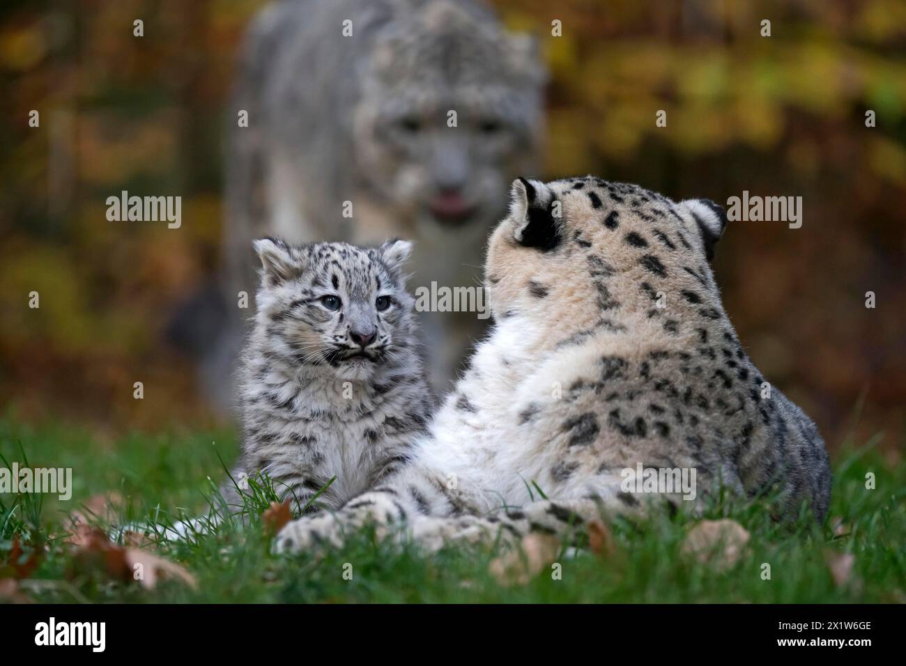 Un leopardo delle nevi giovane seduto accanto alla madre nell'erba, leopardo delle nevi, (Uncia uncia), giovane Foto Stock