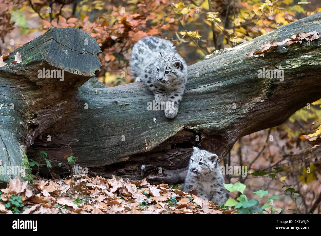 Due che giocano leopardi di neve su un tronco di albero, circondati da foglie autunnali cadenti, leopardo delle nevi, (Uncia uncia), giovani Foto Stock Due che giocano leopardi di neve su un tronco di albero, circondati da foglie autunnali cadenti, leopardo delle nevi, (Uncia uncia), giovani Foto Stock