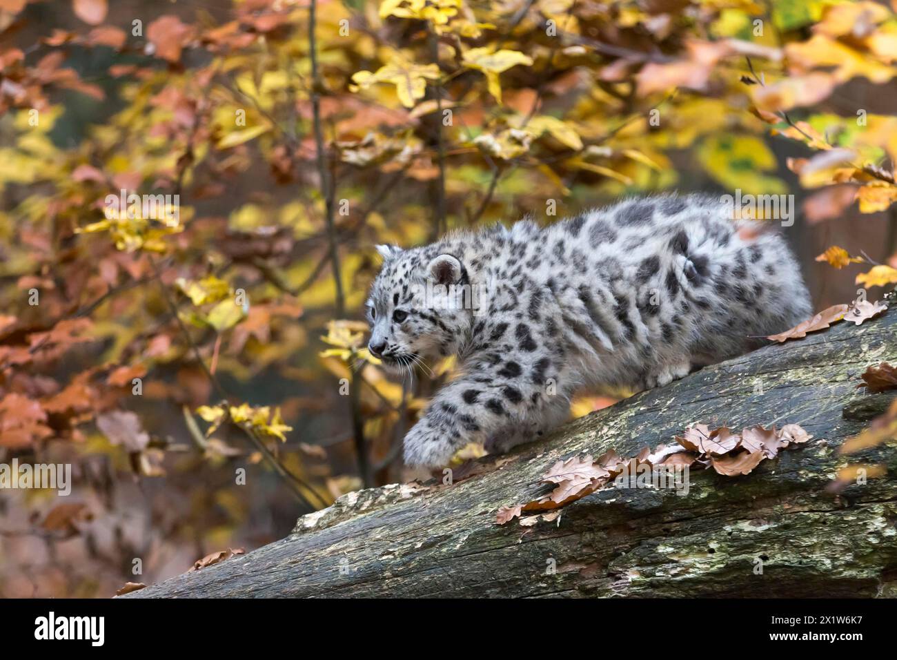 Un leopardo delle nevi in equilibrio su un tronco d'albero, circondato da toni gialli autunnali, leopardo delle nevi, (Uncia uncia), giovane Foto Stock