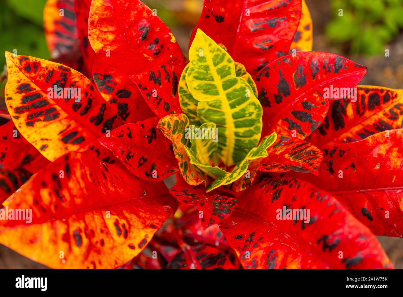 Piante tropicali rosse in un giardino botanico. Un gruppo di piante gialle e verdi Foto Stock