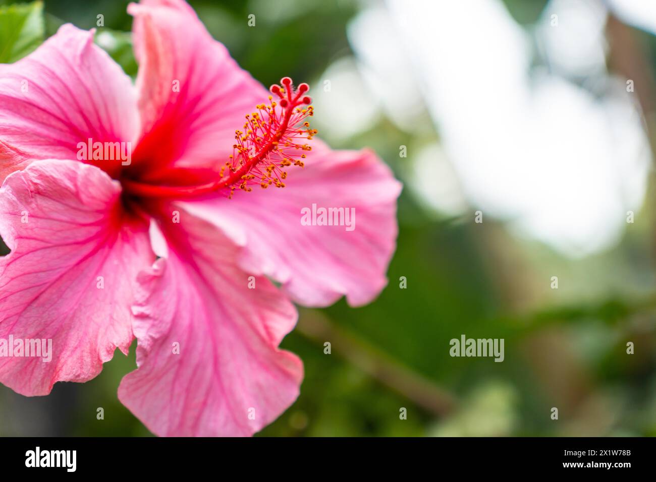 Un fiore rosa con un centro rosso. Il fiore è in piena fioritura ed è circondato da foglie verdi. Concetto di bellezza e meraviglia naturale Foto Stock