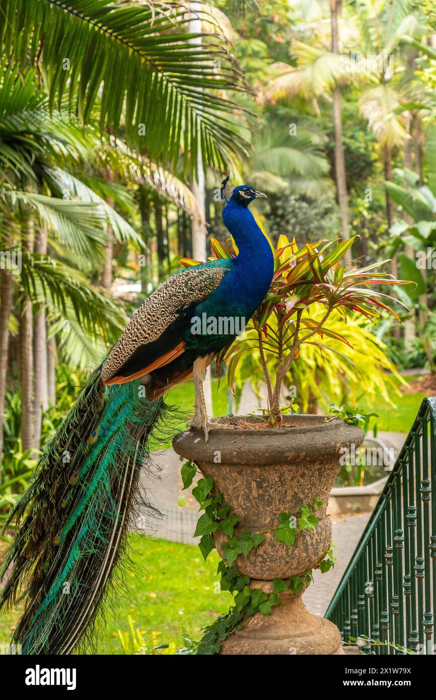 Dettaglio di un pavone indiano maschile appollaiato su un avocado in un giardino pubblico Foto Stock