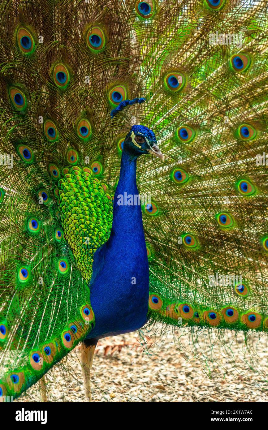 Dettaglio di un pavone indiano maschio aperto perché è in calore in cerca di femmine, foto verticale Foto Stock