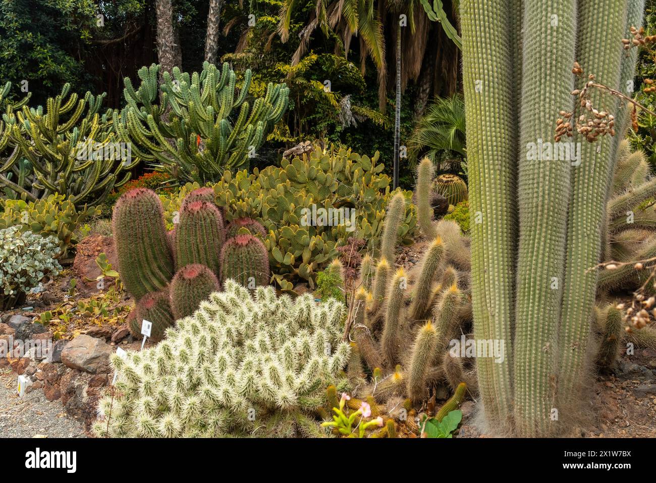Gruppo di molti bellissimi cactus in un giardino botanico. Concetto di piante tropicali Foto Stock
