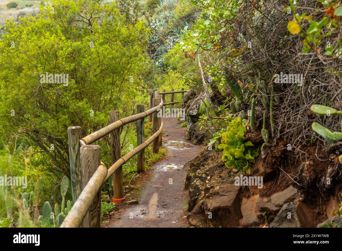 Bellissimo sentiero nella foresta Laurisilva di Los tilos de moya, Gran Canaria Foto Stock