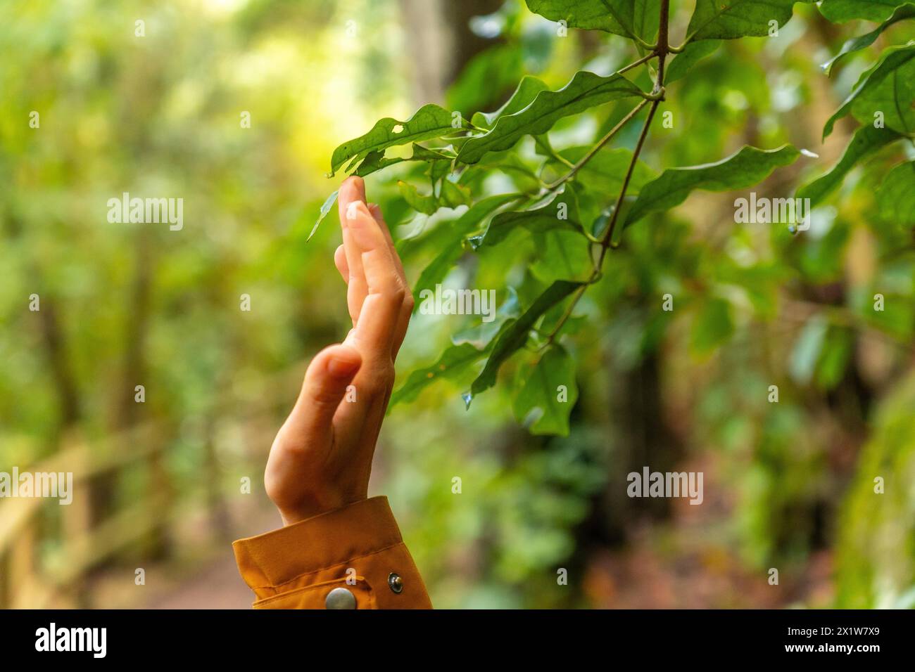 Una persona si sta avvicinando per toccare una foglia su un albero. Concetto di curiosità e meraviglia mentre la persona esplora il mondo naturale che li circonda Foto Stock