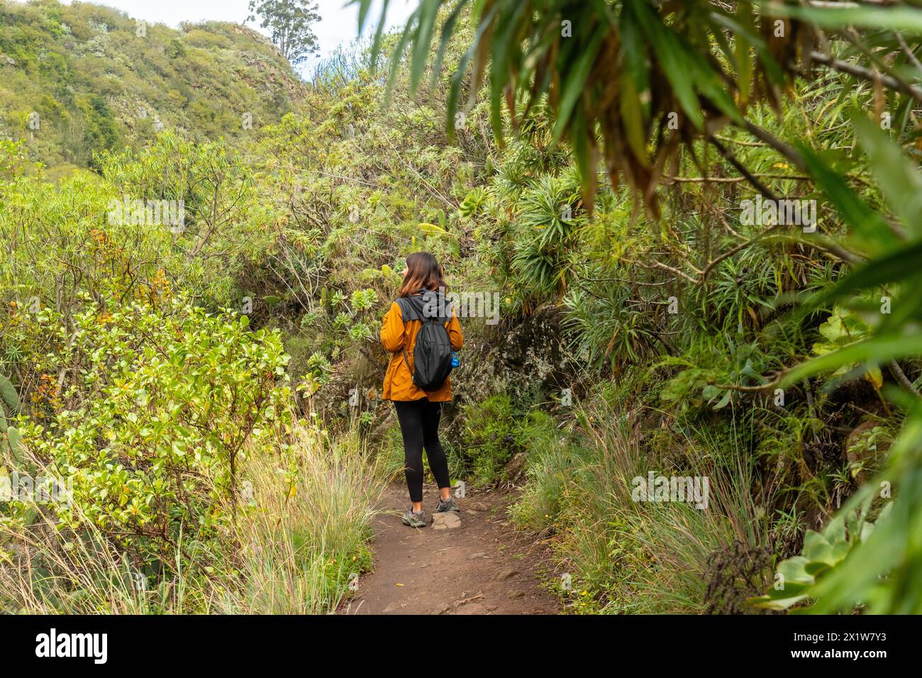 Donna che cammina lungo un bellissimo sentiero nella foresta Laurisilva di Los tilos de moya, Gran Canaria Foto Stock