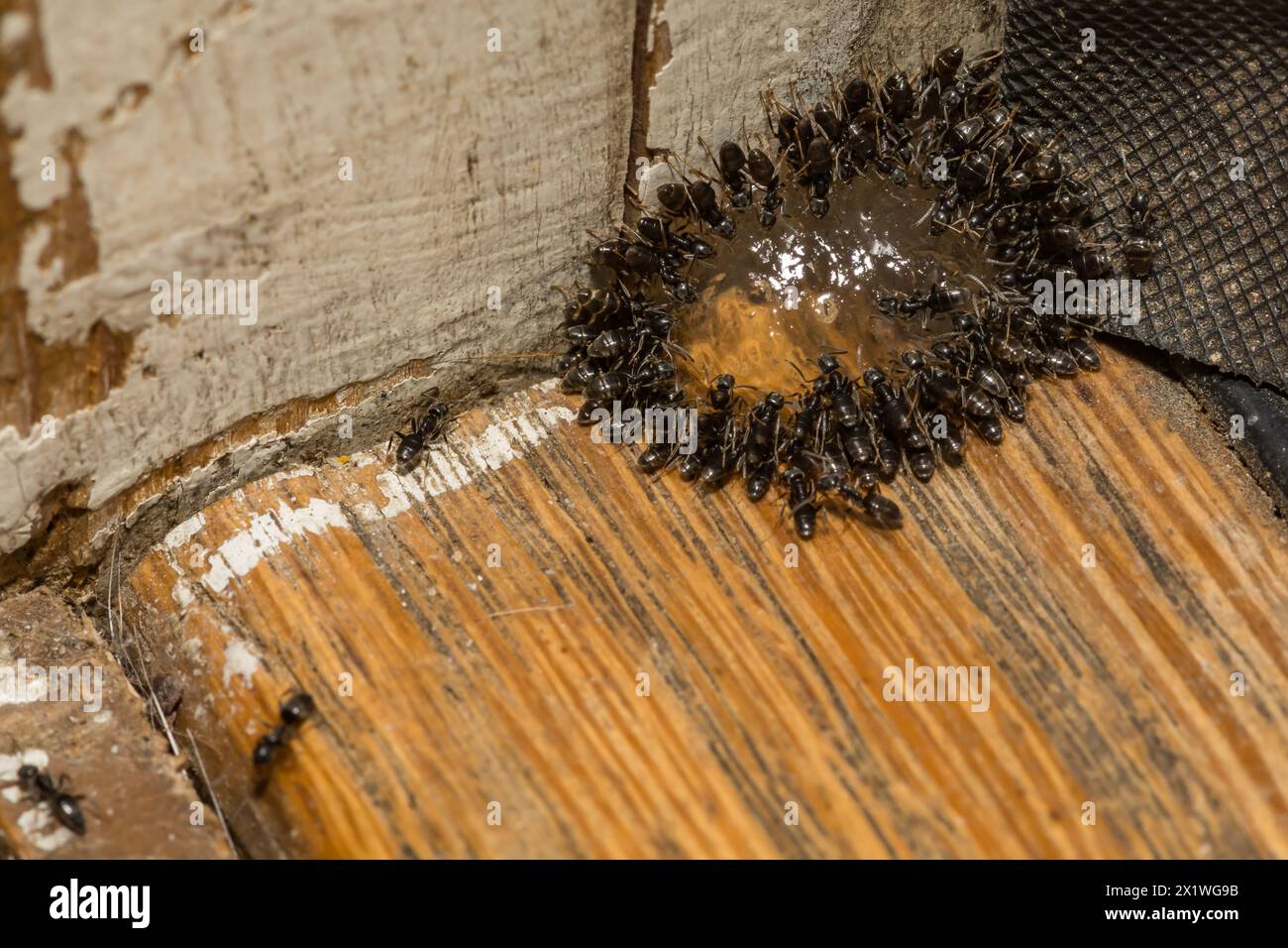 Le formiche della casa odorose si nutrono di un'esca con gel di formica Foto Stock