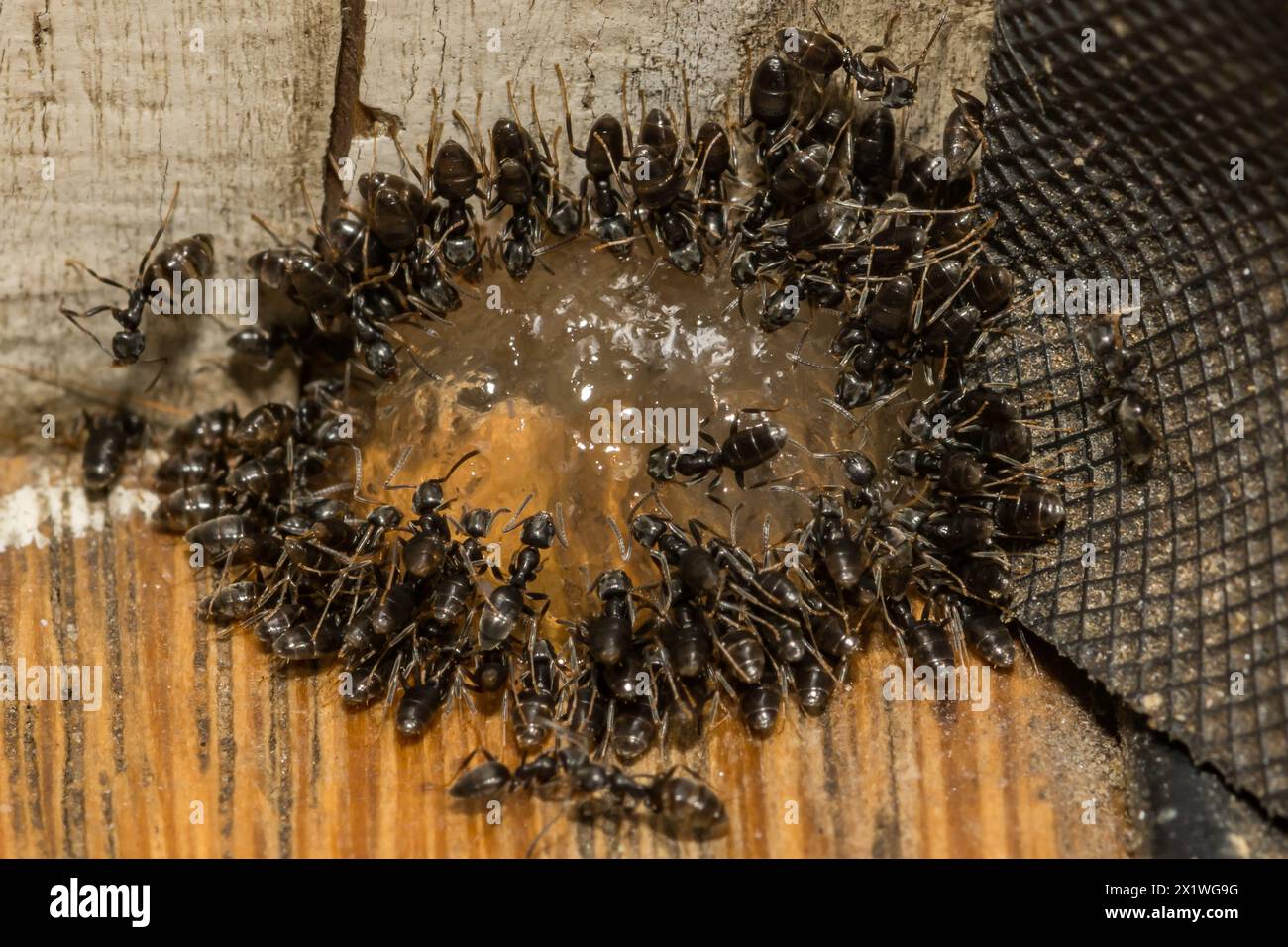 Le formiche della casa odorose si nutrono di un'esca con gel di formica Foto Stock