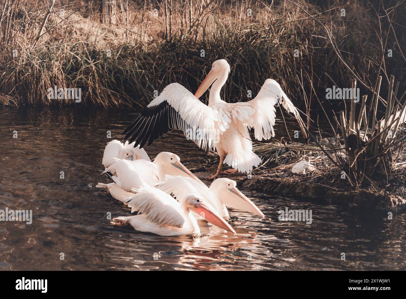 pellicani su un lago, acqua, uccelli, africa, namibia, pelican Foto Stock