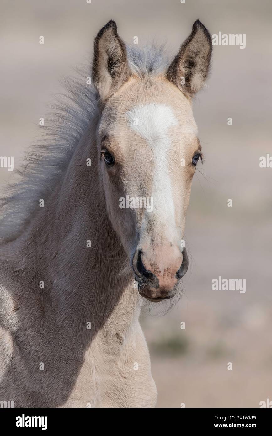 La mandria di cavalli selvaggi del monte Onaqui ha una struttura da lieve a moderata e varia nei colori da sorrel, roan, buckskin, nero, palomino, e grigia. Foto Stock