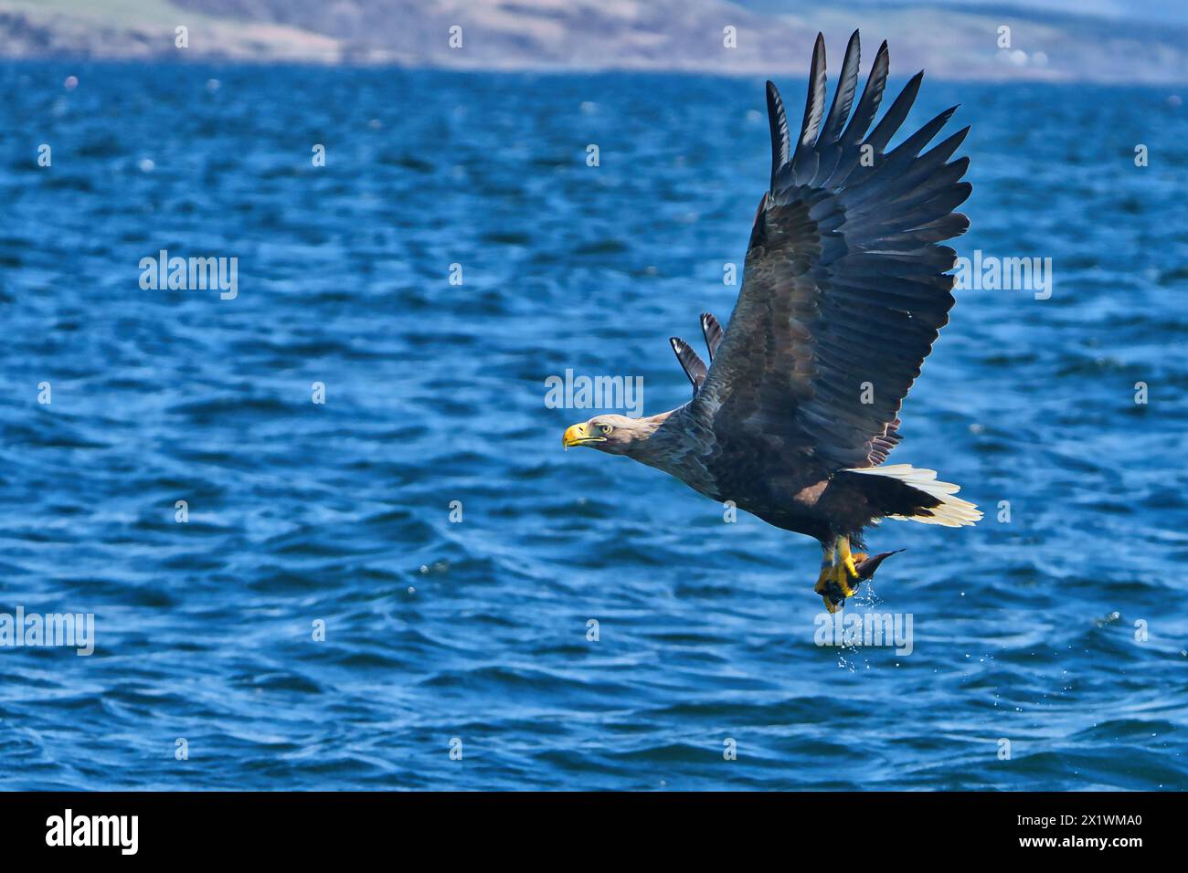 Caccia di aquile di mare dalla coda bianca sulla costa della Scozia Foto Stock