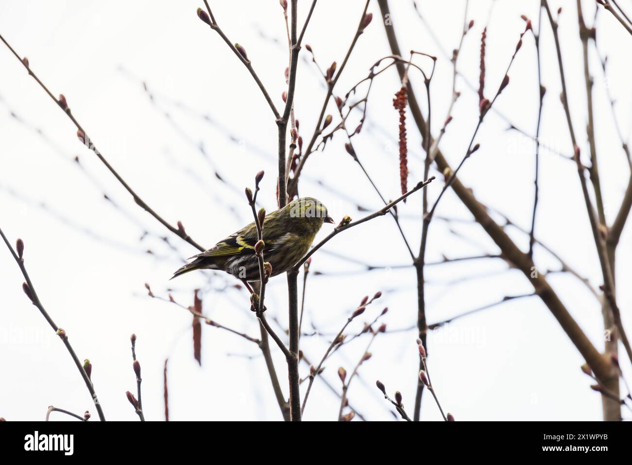 L'uccello grigio giallo è sul ramo. La sipelle eurasiatica è un piccolo uccello passerino della famiglia finch Fringillidae. È anche chiamato sisk europeo Foto Stock