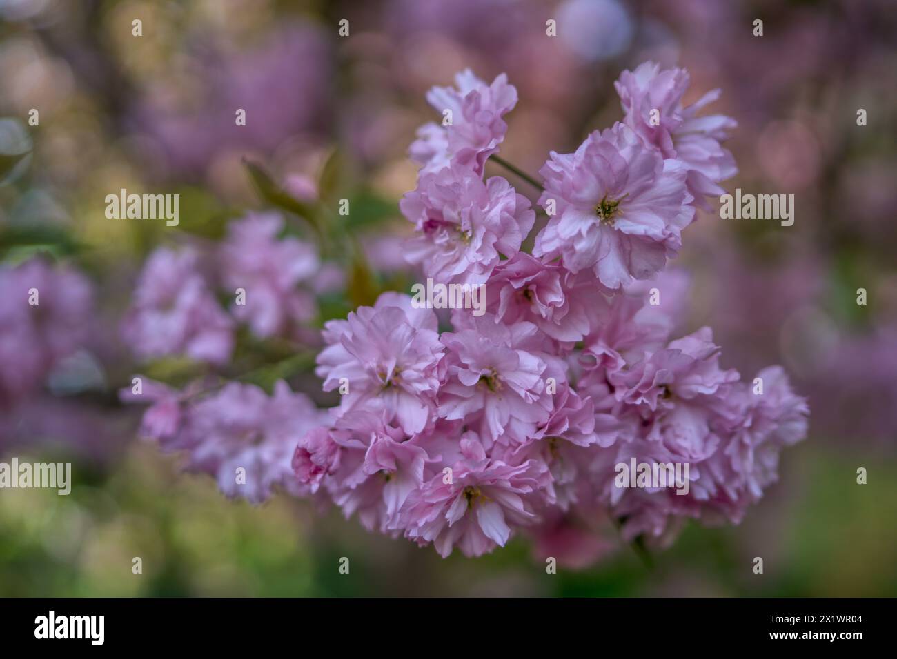 Primo piano di sakura, ciliegio ornamentale rosa tenue Foto Stock