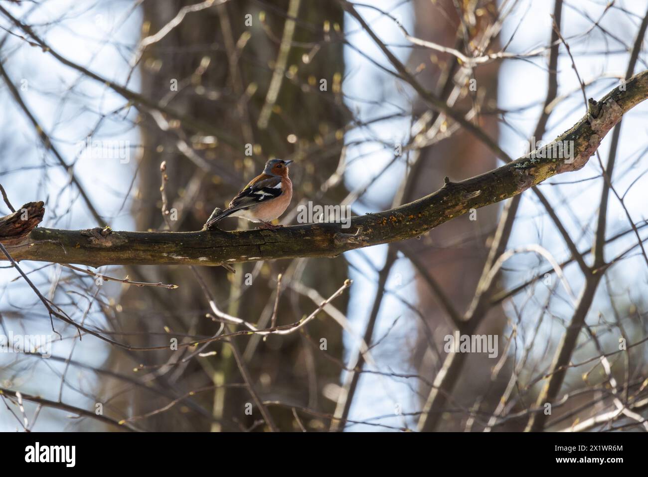 Un uccellino si siede sul ramo in una giornata di sole. Lo chaffinch eurasiatico, lo chaffinch comune, o semplicemente lo chaffinch, è un piccolo passo comune e diffuso Foto Stock