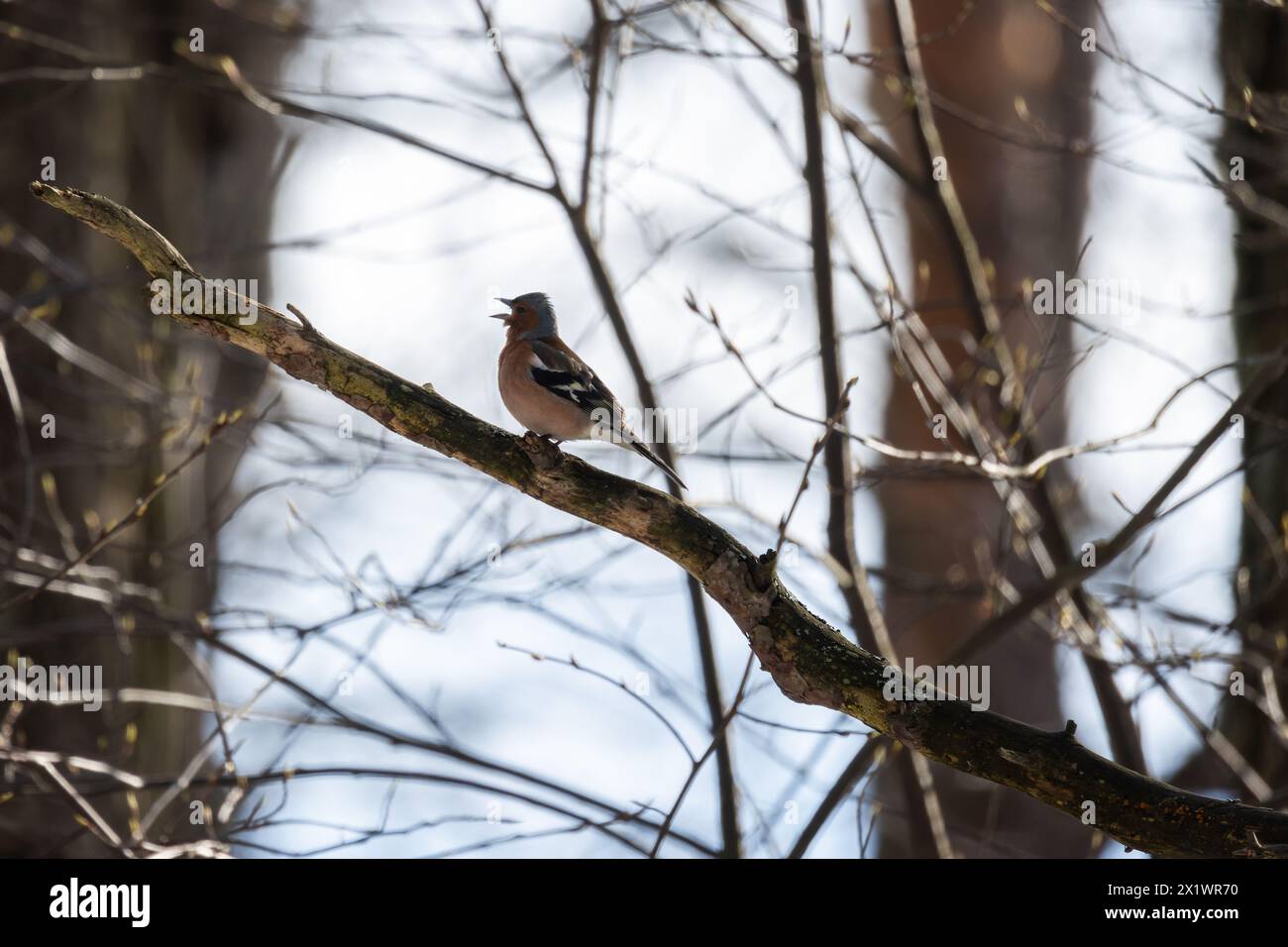 Un uccellino canta sul ramo in una giornata di sole. Lo chaffinch eurasiatico, lo chaffinch comune, o semplicemente lo chaffinch, è un piccolo pas comune e diffuso Foto Stock