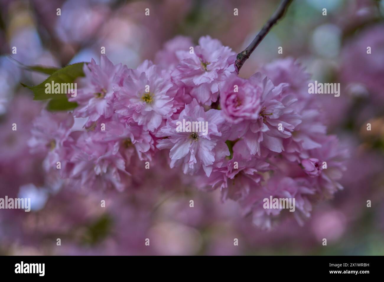 Primo piano di sakura, ciliegio ornamentale rosa tenue Foto Stock