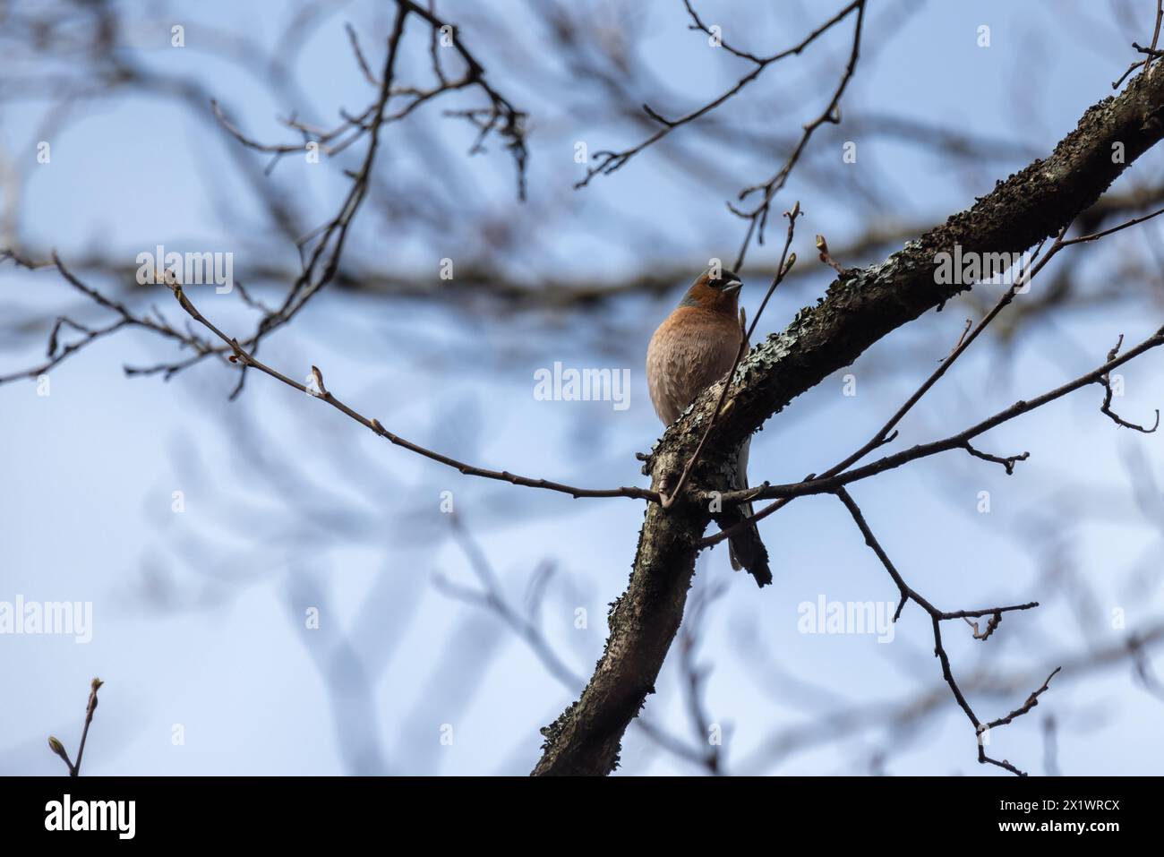 L'uccellino è sul ramo. Lo chaffinch eurasiatico, lo chaffinch comune, o semplicemente lo chaffinch, è un piccolo uccello passerino comune e diffuso nel Foto Stock