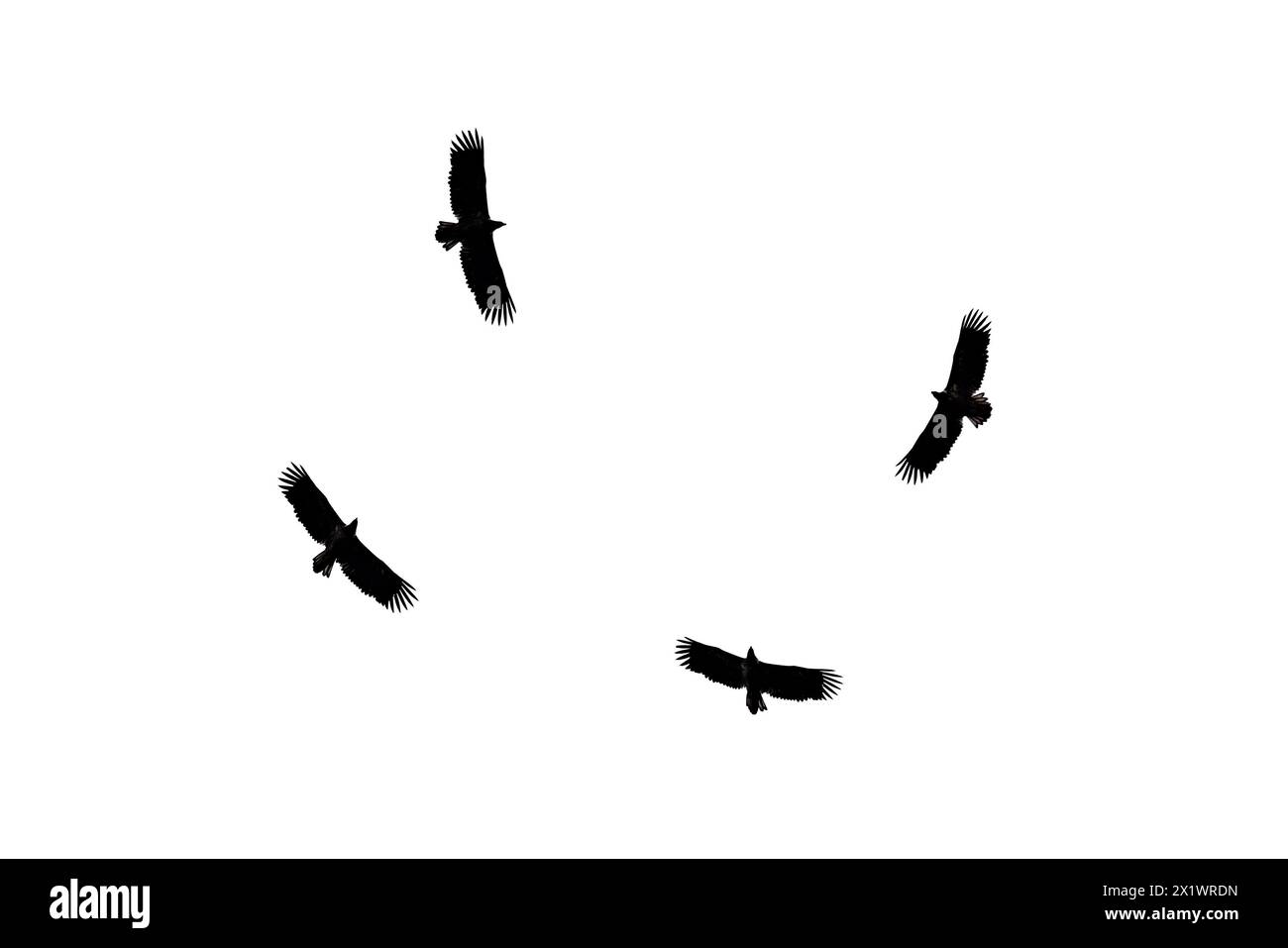 Sagome scure di quattro aquile volanti isolate su sfondo bianco. L'aquila dorata è uno dei più famosi rapaci della famiglia dei falchi, il Foto Stock