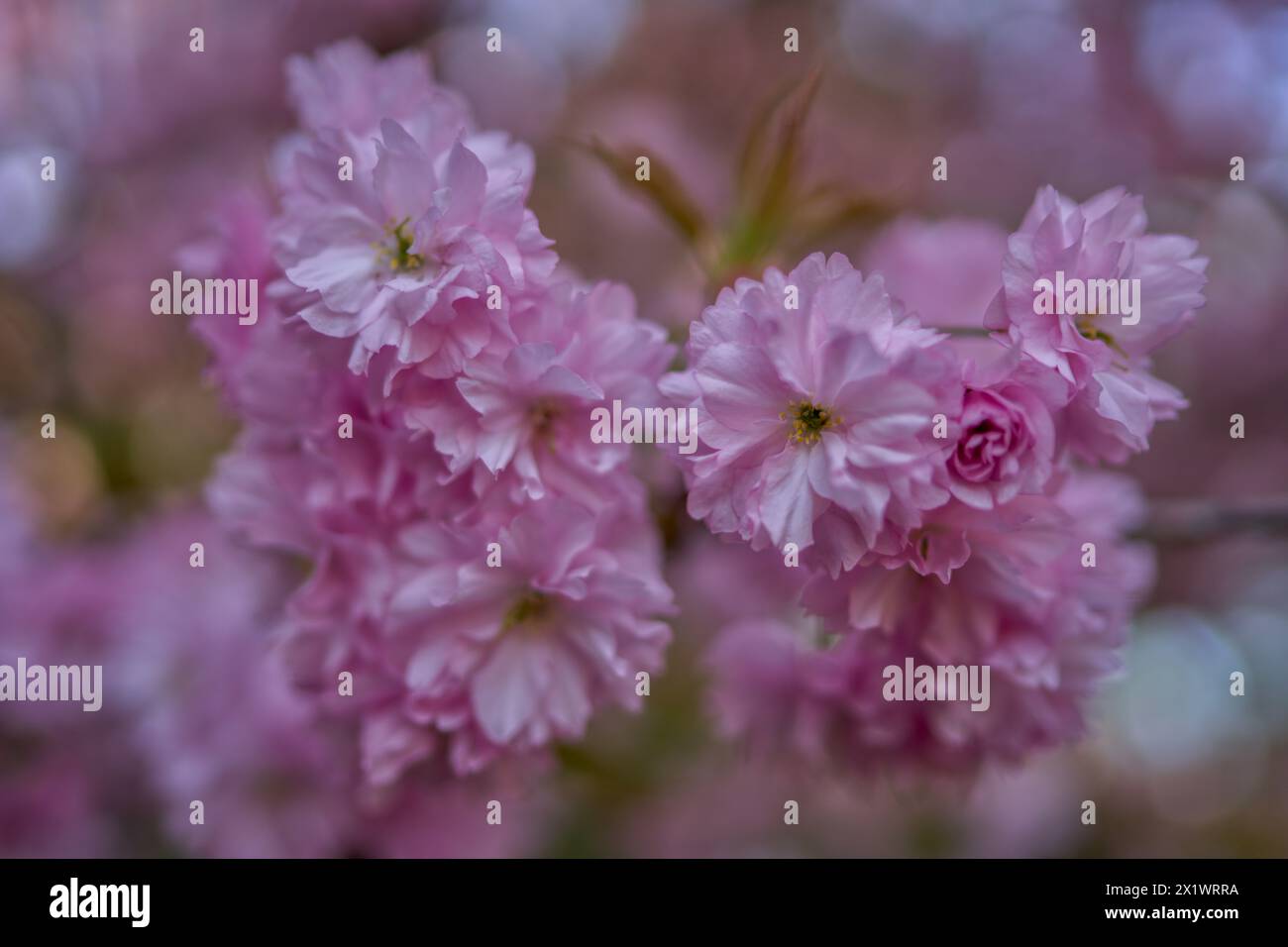 Primo piano di sakura, ciliegio ornamentale rosa tenue Foto Stock