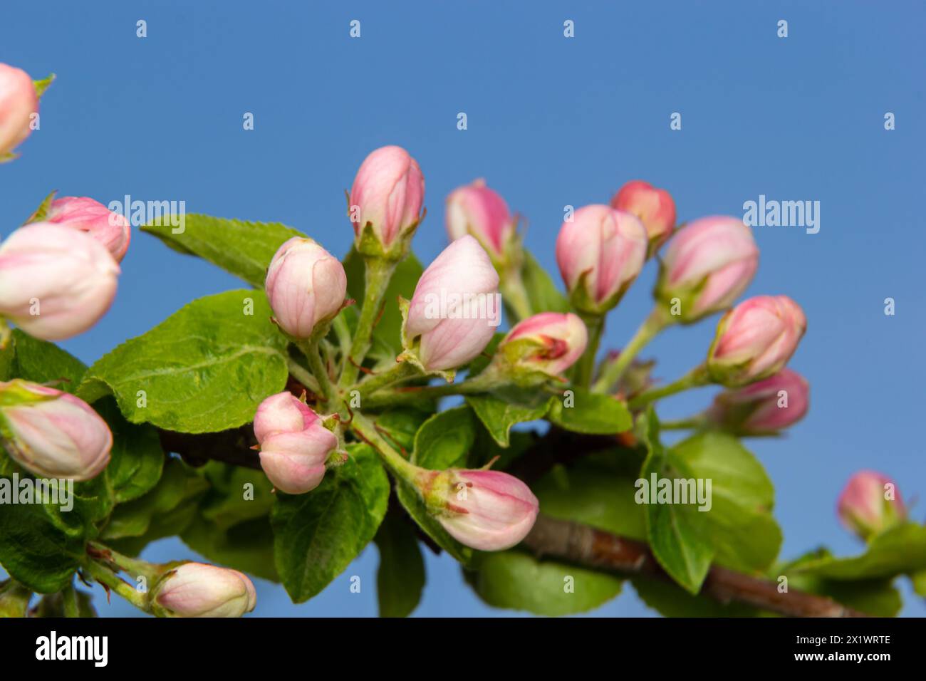 Boccioli di fiori freschi rosa e bianco dell'albero di mela Discovery, Malus domestica, fiorendo in primavera. Foto Stock