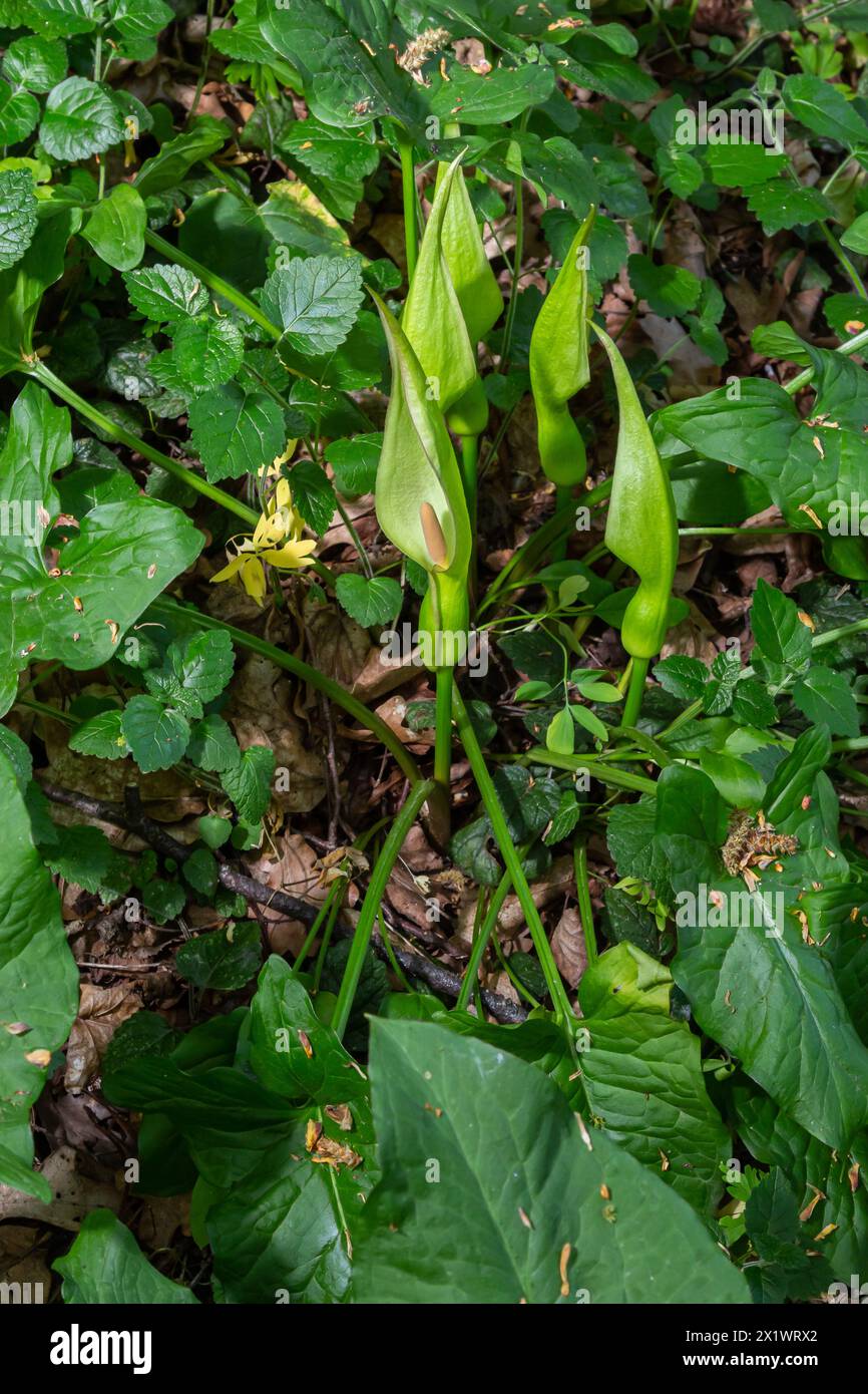 Arum maculatum in habitat. Aka testa di serpente, radice di adder, arum selvatico, giglio di arum, signori-e-Signore, Diavoli e angeli, mucche e tori, pinta di culo, Adamo Foto Stock