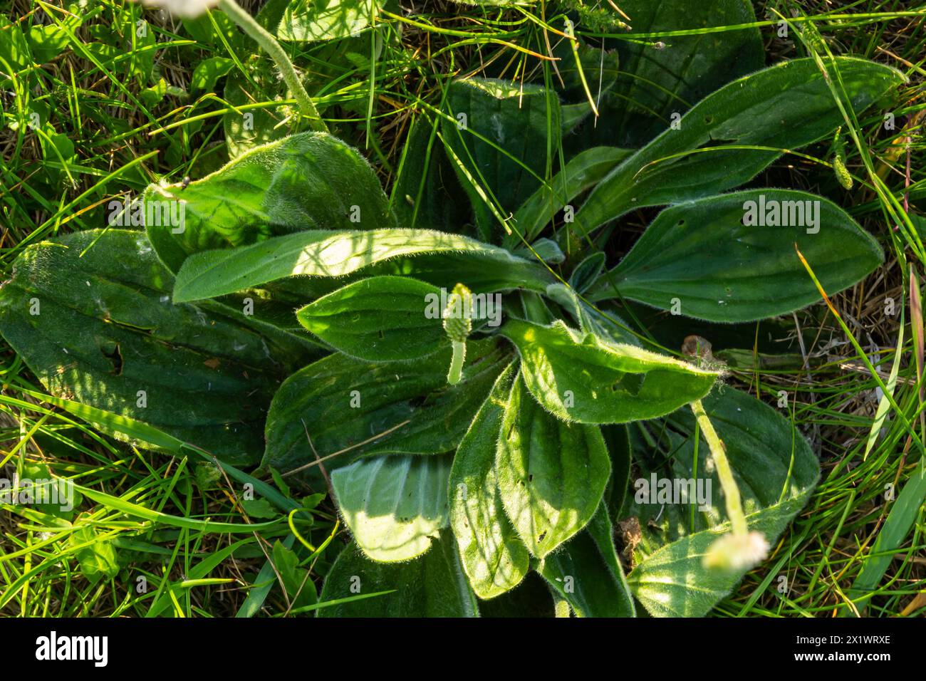 Plantago lanceolata è una specie di pianta della famiglia Plantaginaceae. E 'noto con i nomi comuni ribwort plantain e stretto Foto Stock