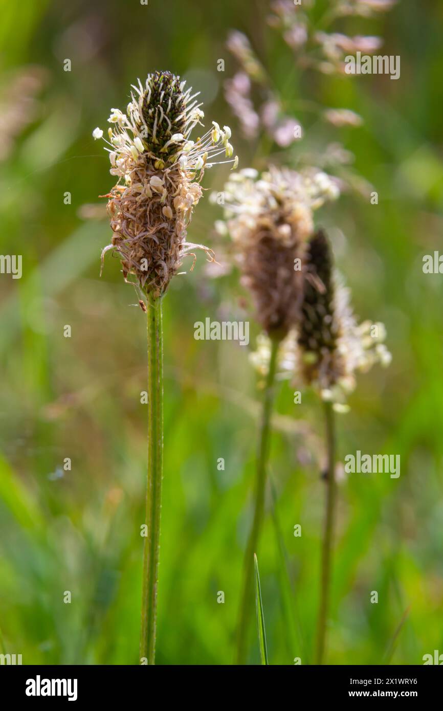 Il plantano lanceolata, Plantago lanceolata, è un'erba medicinale che ha proprietà anti-tosse ed ha effetti anti-infiammatori ed antibiotici. Foto Stock