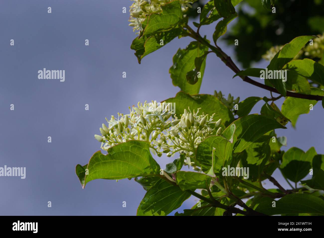 Cornus sanguinea - pianta di dogwood rossa in fiore e foglia intera. Cornus drummondii, con piccoli fiori bianchi. Arbusto fiorito di Cornus controversa in spr Foto Stock