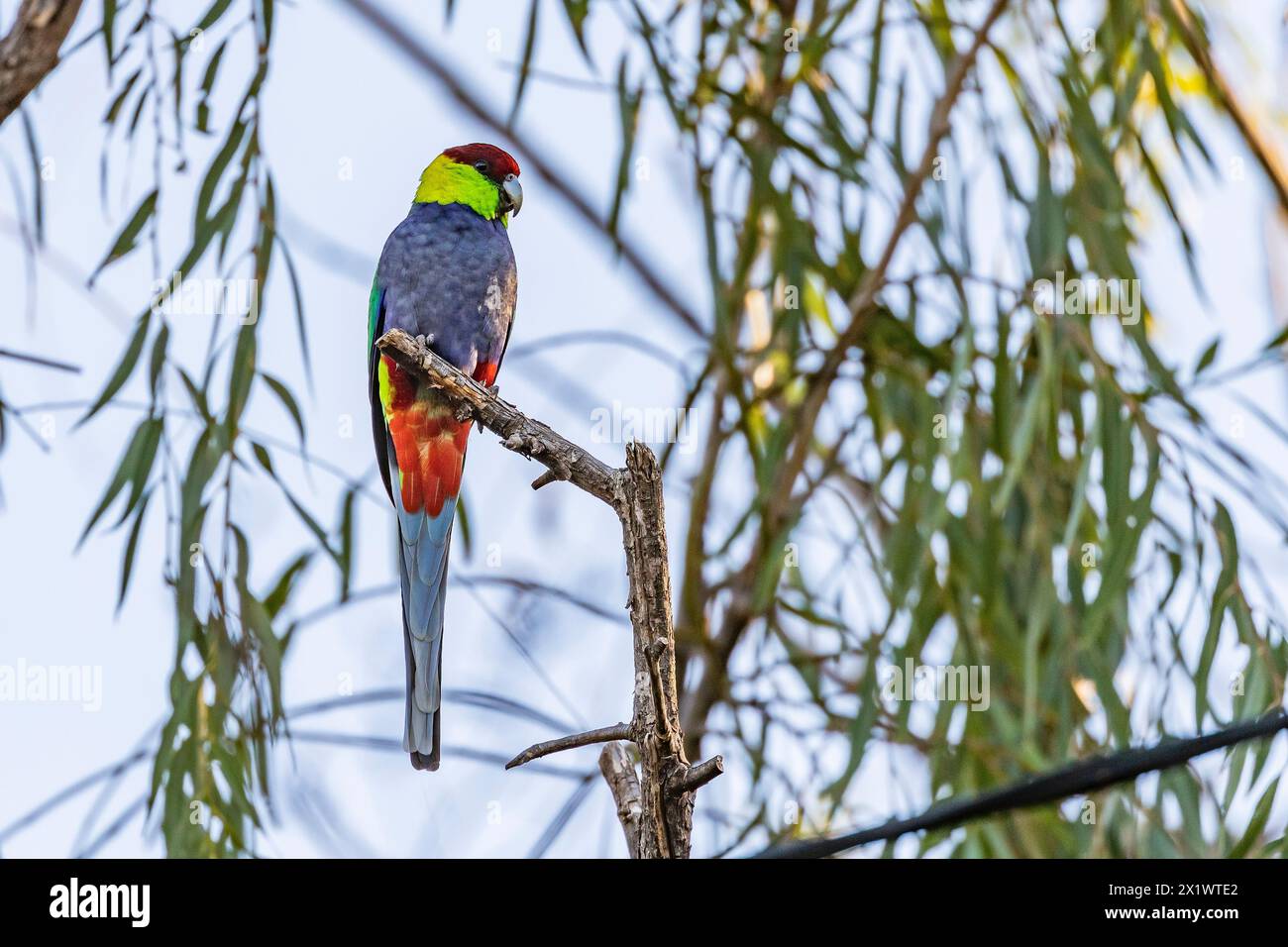 Pappagallo rosso Purpureicephalus spurius sulle colline di Perth al crepuscolo, Australia Occidentale. Foto Stock