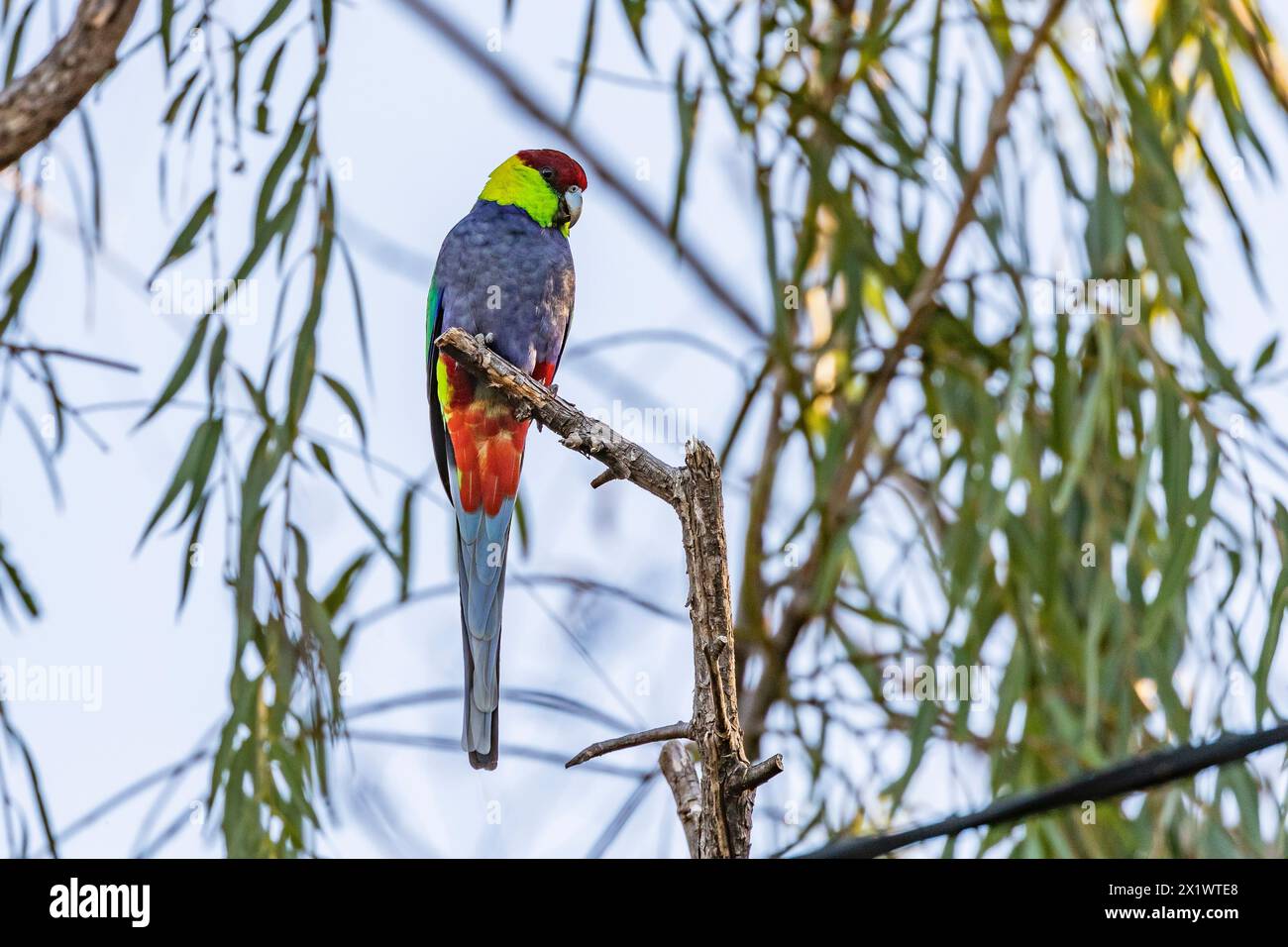 Pappagallo rosso Purpureicephalus spurius sulle colline di Perth al crepuscolo, Australia Occidentale. Foto Stock