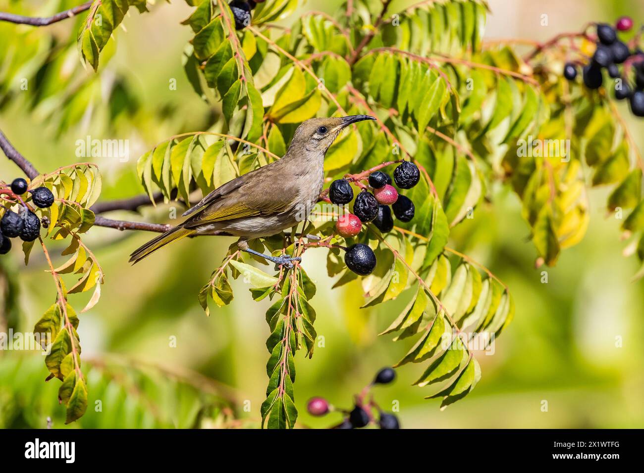 Brown Honeyeater - Lichmera indistincta su un cespuglio di curry a Bickley, collina di Perth, Australia Occidentale. Foto Stock