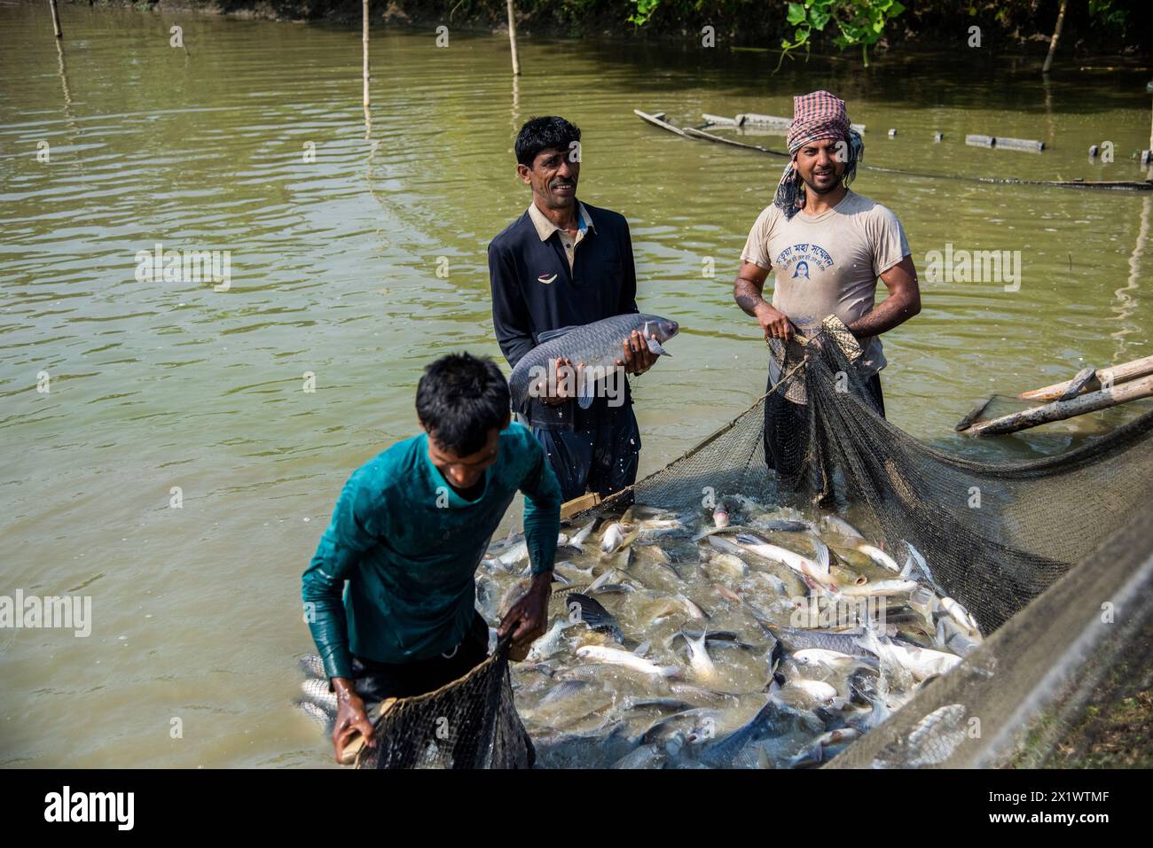 Gli agricoltori stanno raccogliendo pesce dallo stagno di Khulna. Foto Stock