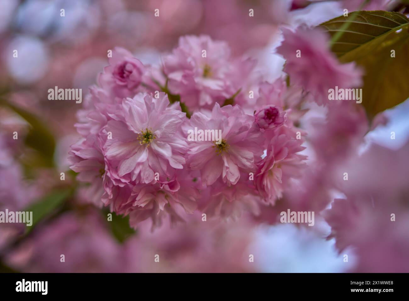Primo piano di sakura, ciliegio ornamentale rosa tenue Foto Stock