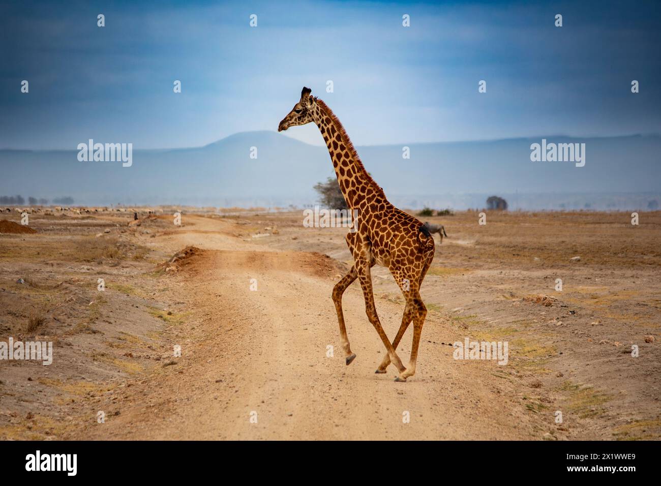 Giraffa ugandese che attraversa una pista sterrata nel Parco Nazionale di Amboseli, Kenya Foto Stock